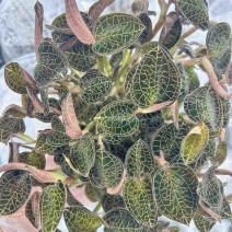 厂家直发种植专用优质金线莲种苗（袋苗）