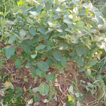 金银花绿化占地树盆景苗木