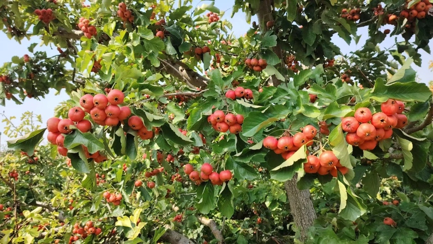展示成片种植的大五棱山楂果园,果实挂满枝头,呈现丰收景象 大五棱山楂果园实景