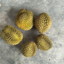 金枕榴莲A果