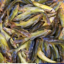 黄骨鱼苗