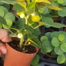 【量大优惠】广东佛山90杯小盼菩提现挖现发