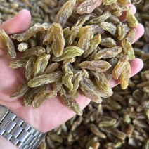精品绿香妃葡萄干大量上市品质保证量大从优一手货源