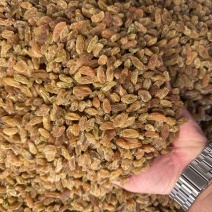精品麻子葡萄干大量上市品质保证量大从优一手货源
