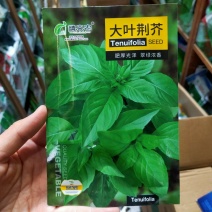 河南大叶荆芥种子荆芥菜籽菜籽蔬菜种子四季播荆菜农家田