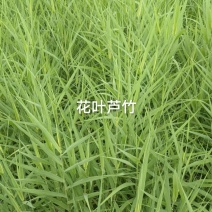 花叶芦竹