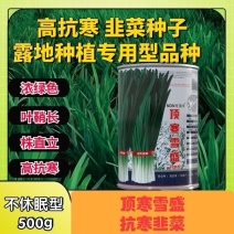 正品顶寒雪盛韭菜种子耐寒韭菜种籽抗寒雪韭露地大棚露天韭菜