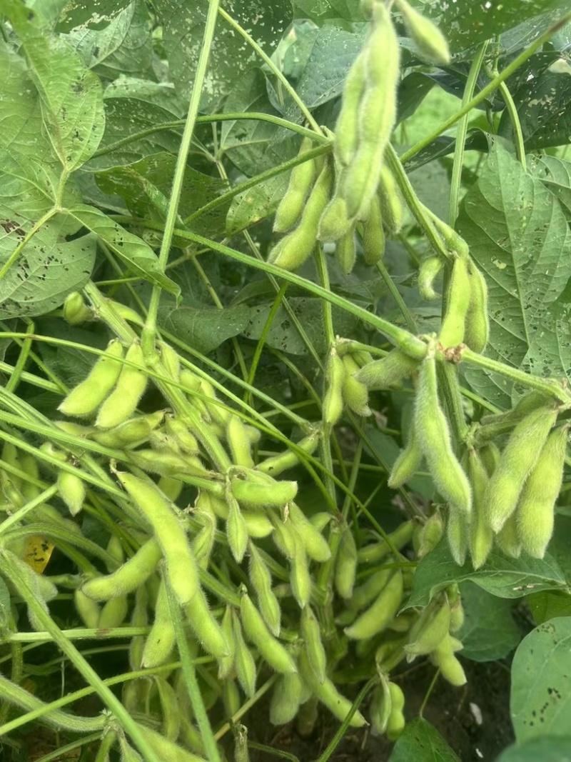 箫山六月半毛豆打米豆,电商货,包质量,大量有货