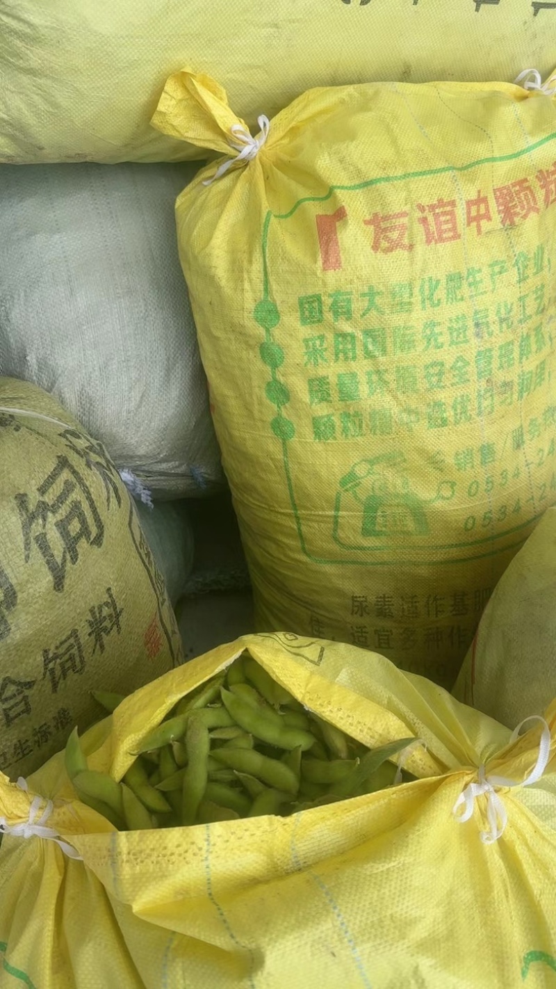 箫山六月半毛豆打米豆,电商货,包质量,大量有货