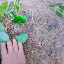 淫羊藿鲜根栽子淫羊藿种苗批发