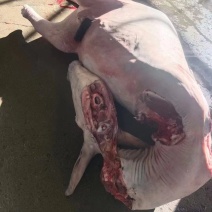 现宰驴肉