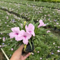 矮化芦莉7斤袋低价出售