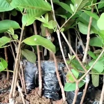 珍珠白番石榴苗