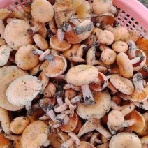 黄枞菌，野生蘑菇
