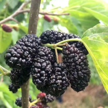 【产地直发】河北沧州桑椹干，水洗桑椹干，无沙无碎粒，大量