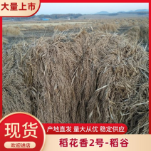 稻花香稻谷25年新粮鲜米机智能鲜米机专用稻谷清选无杂无沙