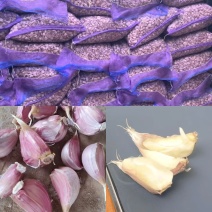 蒜苗种子红根蒜苗种子催芽蒜苗种子一手货源品质保证