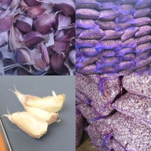 红根蒜苗种子催芽蒜苗种子保证纯度全国发货欢迎联