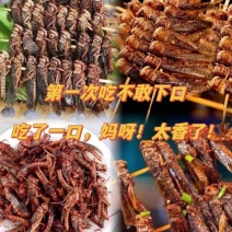 蝗虫蚂蚱新鲜冷冻油炸下酒菜高蛋白一件包邮发货