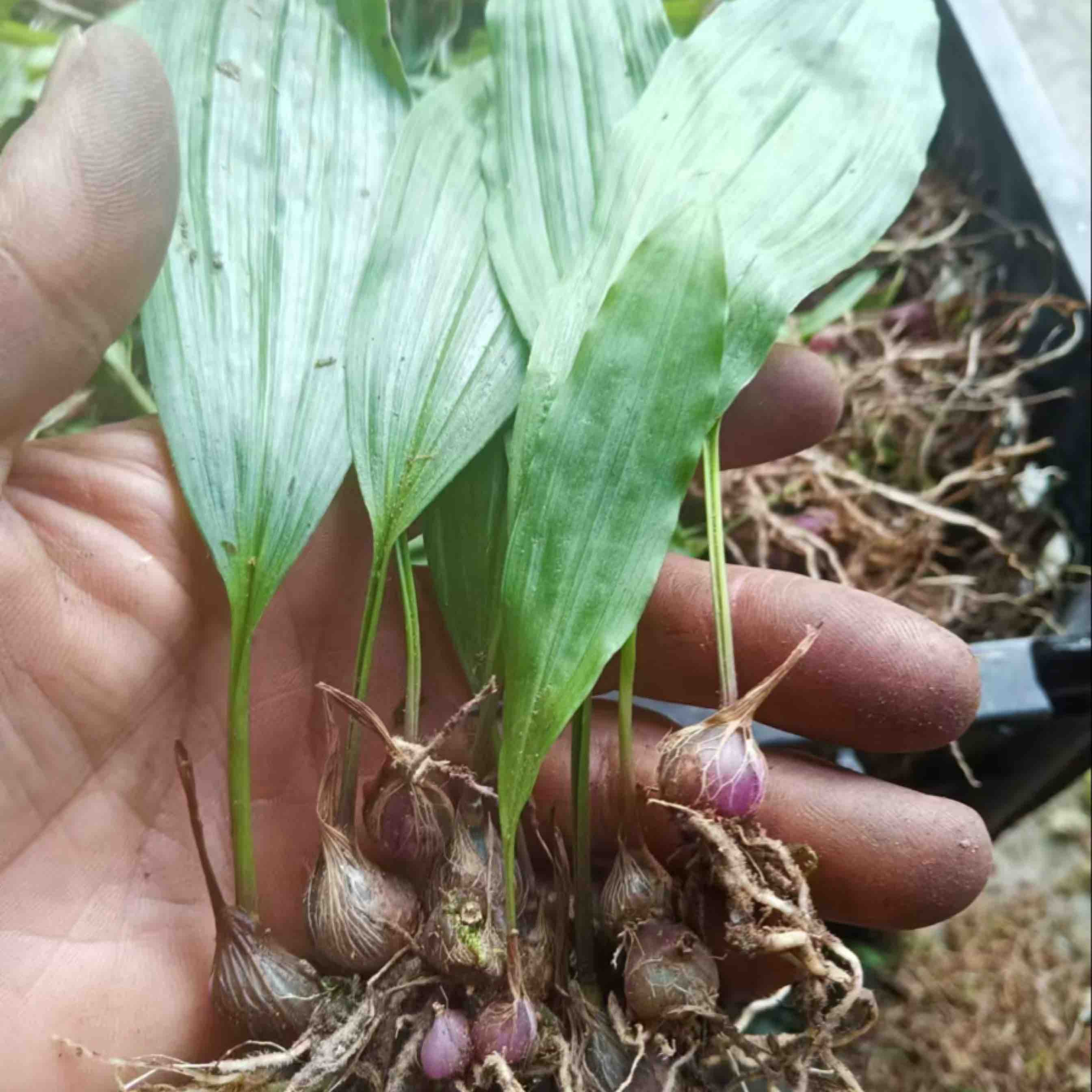 [毛慈菇苗批发]四川广元苍溪县毛慈菇苗 0.50元/棵大叶冰球子 _ 一亩田