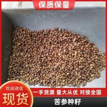 新苦参种子种植简单价值不菲对土壤要求不严可在线交易