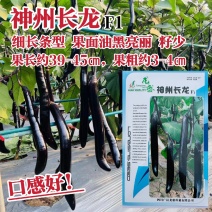 龙盛神州长龙茄子种子细长条型茄子种籽油黑亮丽长茄种子籽少