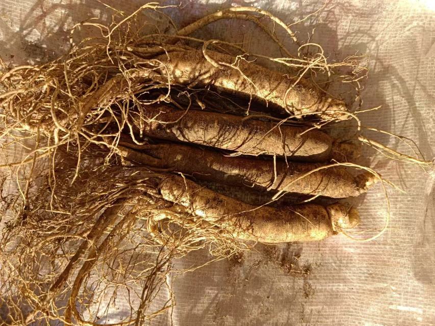 鲜人参与红参对比图