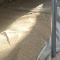 白糜子