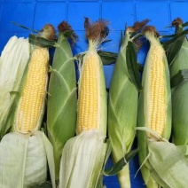 精品甜玉米，大量有货供应，对接各大市场商超电商