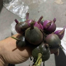 大叶多芽冰球子产量高高低海拔更广泛更好管理