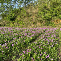 紫花中宽叶大白芨苗