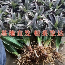万年青苗金边银边中华万年青盆栽绿植四季常青万年青盆栽苗