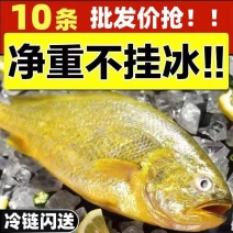 新鲜大黄鱼整箱东海大黄鱼新鲜冷冻大海鱼鲜活冷冻海鲜类水产