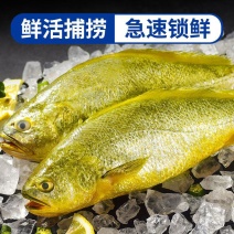 【黄花鱼】新鲜大黄花鱼海鲜深海鱼黄花鱼真空大黄鱼