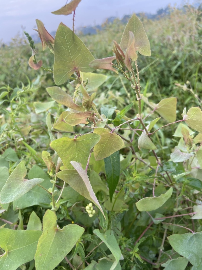 广东正宗野生中药杠板归新鲜蛇倒退煮水外洗止痒老虎利犁头刺