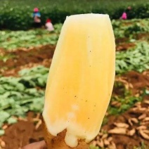 云南雪莲果场地代办大果细长果圆果彩箱精品果