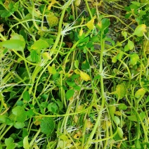 西洋菜基地批发价格，种苗长期供应