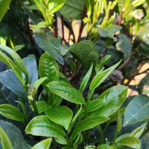 纯手工炒制农家生态普洱生茶（茶树龄60）