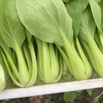 国庆热货精品小青菜