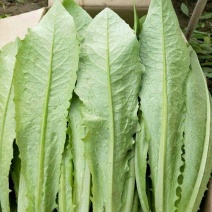 精品推荐河北油麦菜可产地直销高度在30~35装泡