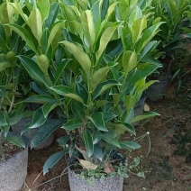 非洲茉莉基地出售自产自销40-50-60高度
