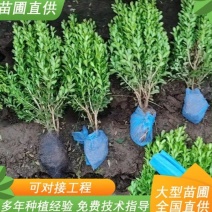 小叶黄杨瓜子黄杨豆瓣黄杨四季常绿耐寒耐旱规格齐全