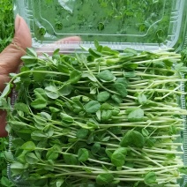 河北豌豆苗纯水培豌豆苗豌豆尖切根豌豆尖活体豌豆尖