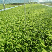 奶油白菜