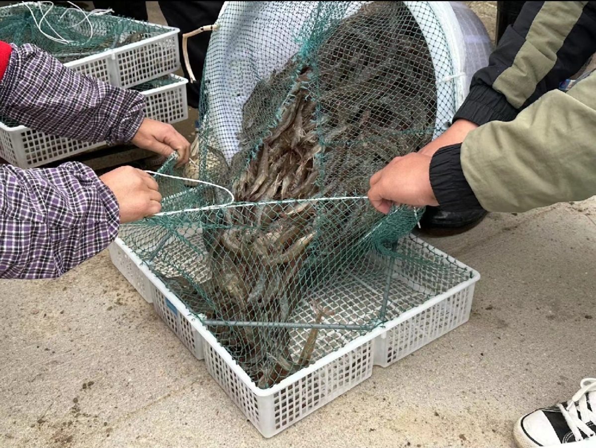 对虾捕捞现场,工人正在使用网具将成熟的对虾捞起,池塘边堆满装虾的塑料筐 对虾捕捞现场
