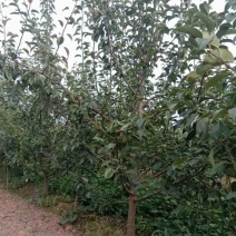 皇冠梨树、精品皇冠梨树建园占地**间苗处理需要联系量大