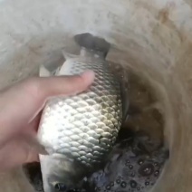 鲫鱼