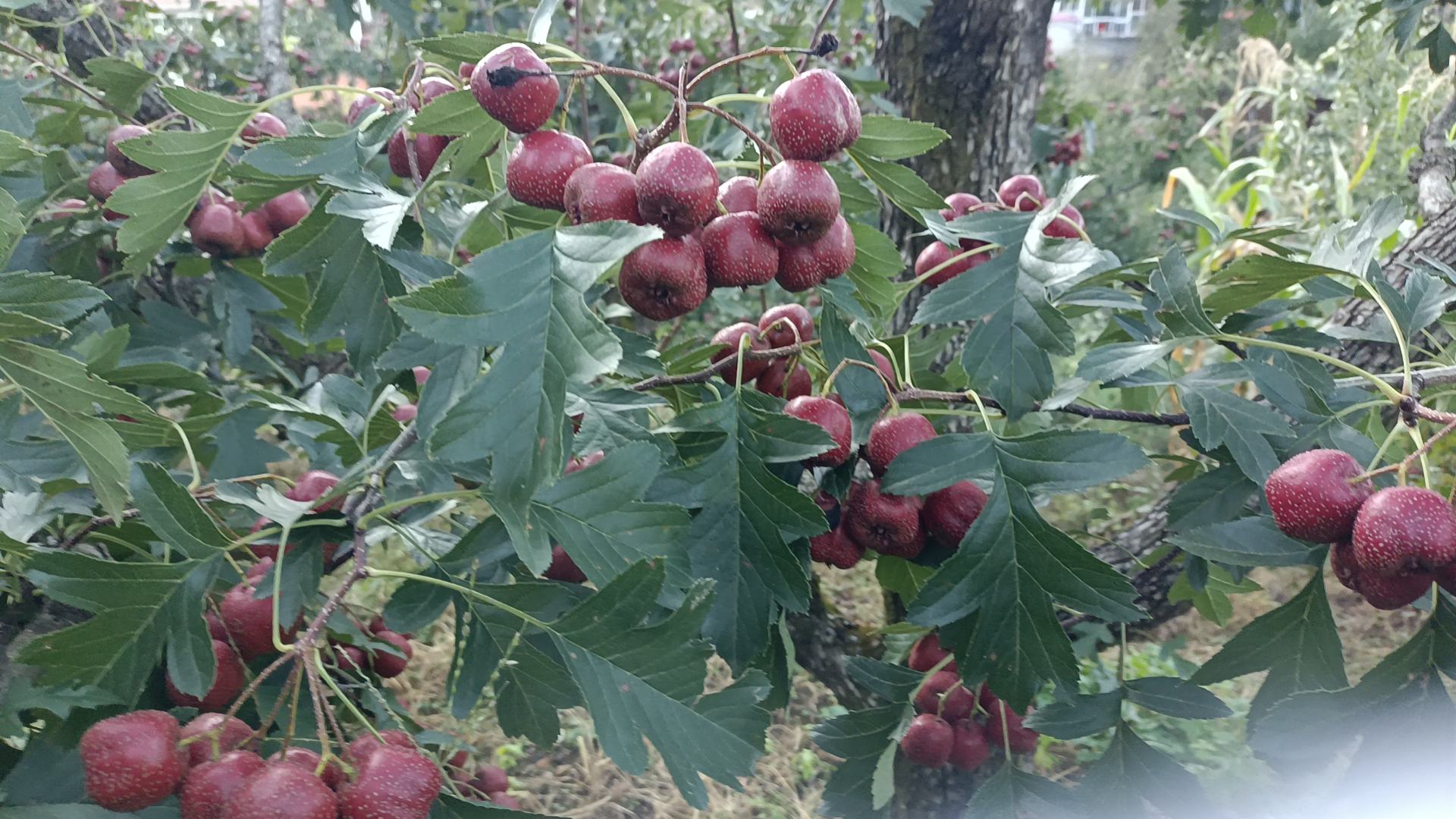 北五味子果实成熟对比图