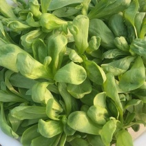 江苏南通数千亩茼蒿产地直供，市场标准，一级精品，大量有货
