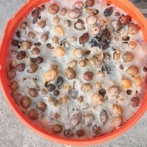 白果